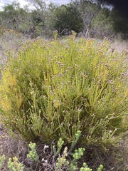 Leucadendron linifolium