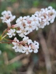 Leucopogon amplexicaulis
