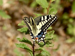 Papilio machaon