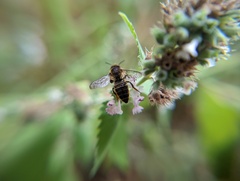 Megachile