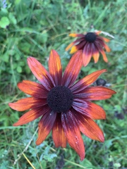 Rudbeckia hirta