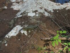 Tropidurus