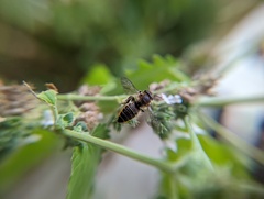 Megachile