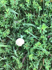 Conocybe