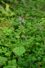 Tiarella polyphylla