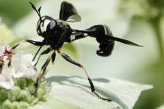 Physocephala tibialis