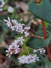 Leucopogon amplexicaulis