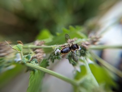 Megachile