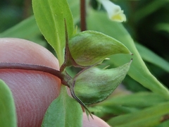 Melampyrum lineare