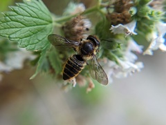 Megachile