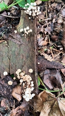 Marasmius rotula