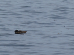 Somateria mollissima