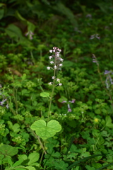 Tiarella polyphylla