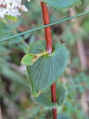 Leucopogon amplexicaulis