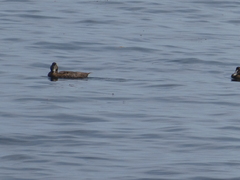 Somateria mollissima