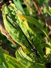 Pelecinus polyturator
