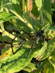 Pelecinus polyturator