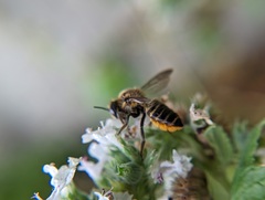 Megachile