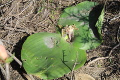 Massonia