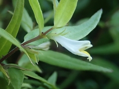 Melampyrum lineare