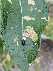 Chrysomelidae
