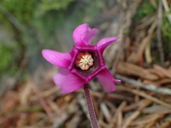 Cyclamen purpurascens