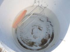 Coryphaena