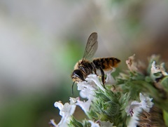 Megachile