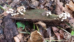 Marasmius rotula