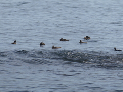 Somateria mollissima