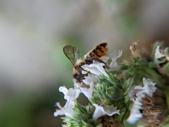 Megachile
