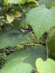 Vitis tiliifolia