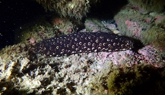 Holothuria sanctori