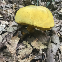 Retiboletus ornatipes