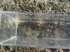 Coryphaena
