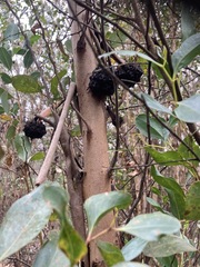 Eucalyptus conferruminata