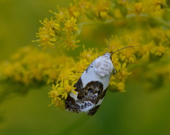 Acontia lucida