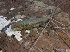 Tropidurus
