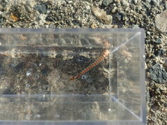 Coryphaena
