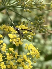 Gasteruption assectator