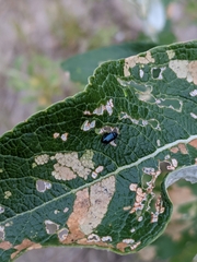 Chrysomelidae