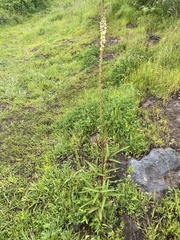 Desmodium macrostachyum