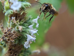 Megachile