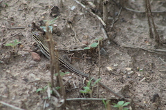 Aspidoscelis exsanguis