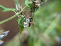 Megachile