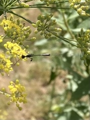 Gasteruption assectator