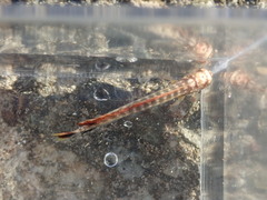Coryphaena