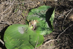Massonia