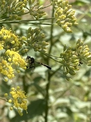 Gasteruption assectator