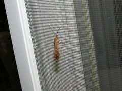 Nemotaulius hostilis